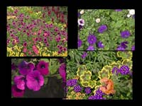 Alaska_Web_002