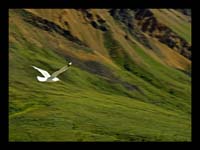 Alaska_Web_036