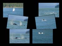 Alaska_Web_056