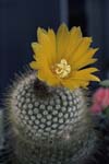 Gallery_39