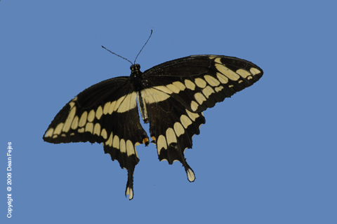 Animals_07
