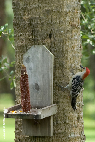 Animals_14